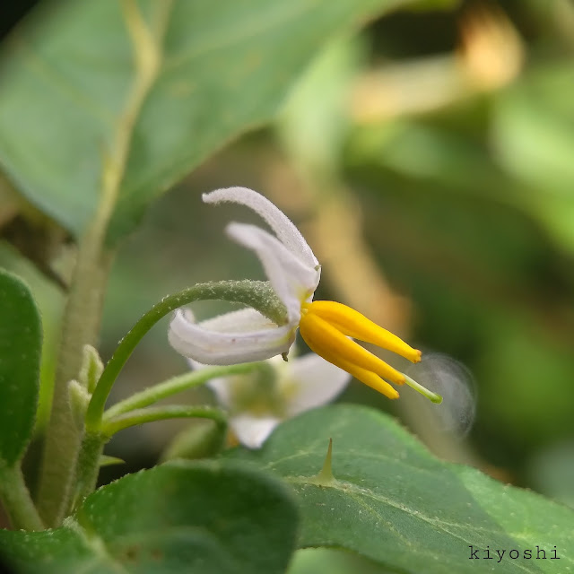Solanum procumbens