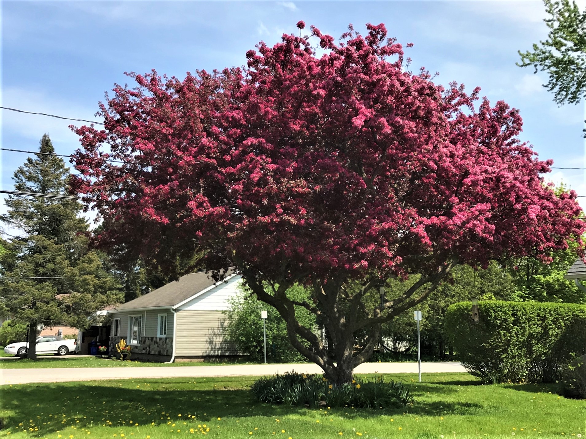 Seasons in the Valley + Furry Gnome's Adventures Crab Apples and a Redbud