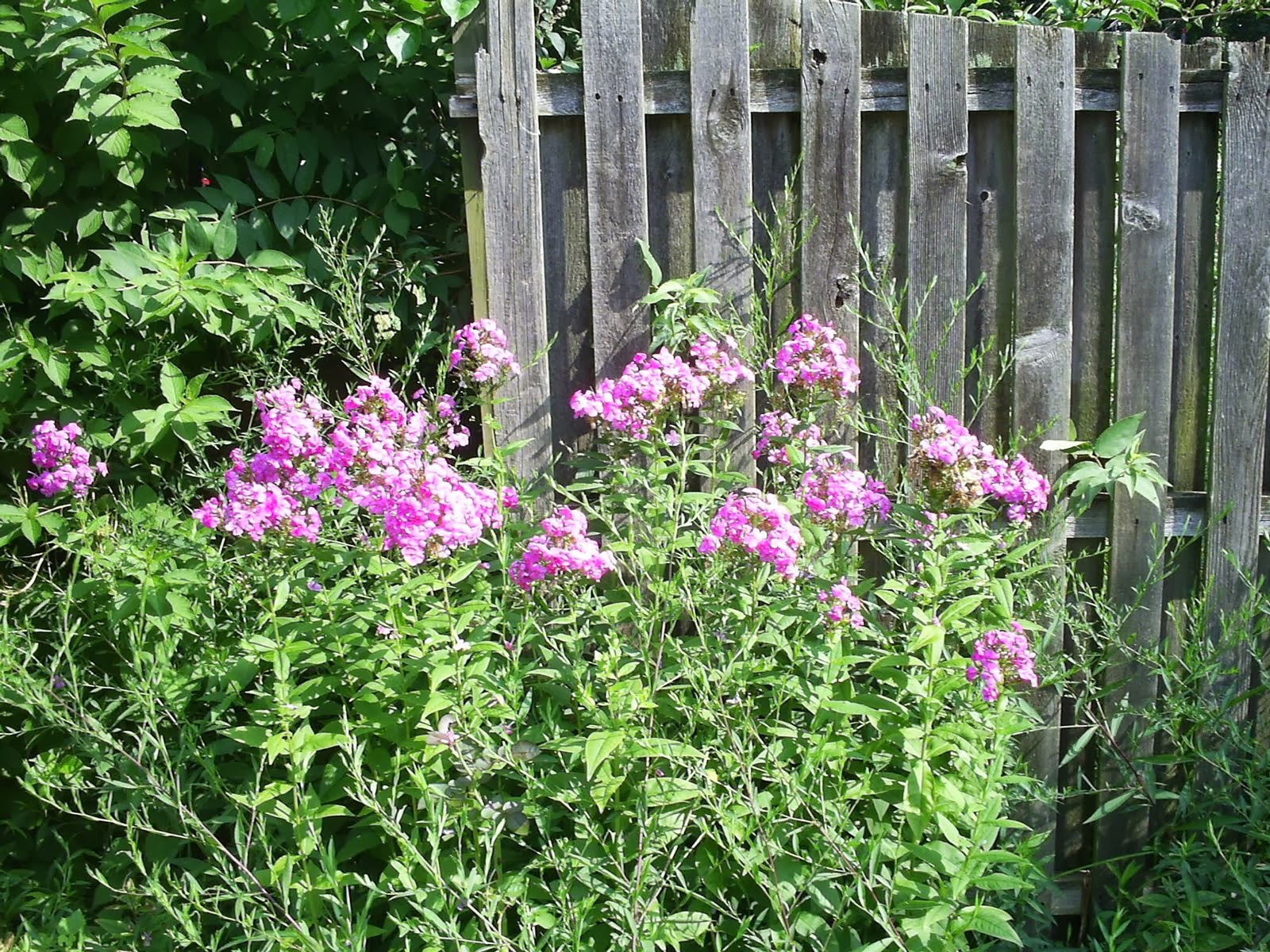 Pat's Addition Flowers For Mom and Dad