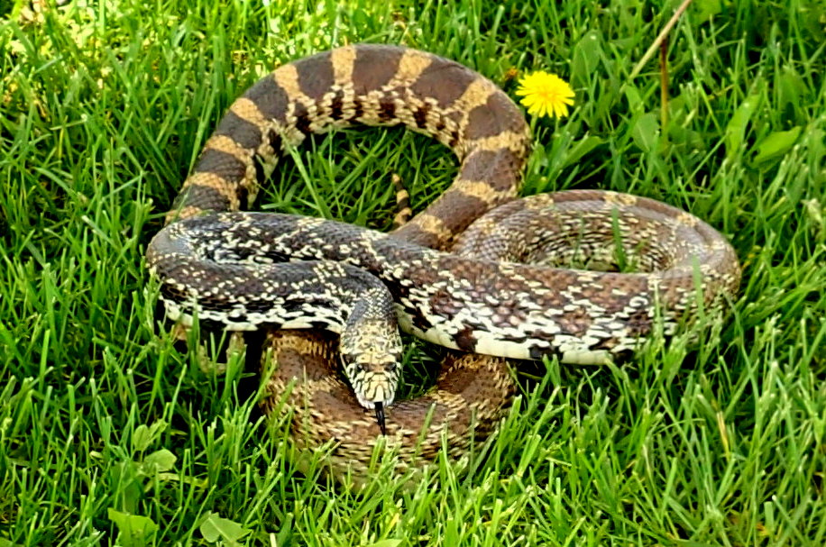 Wisconsin Bull Snakes