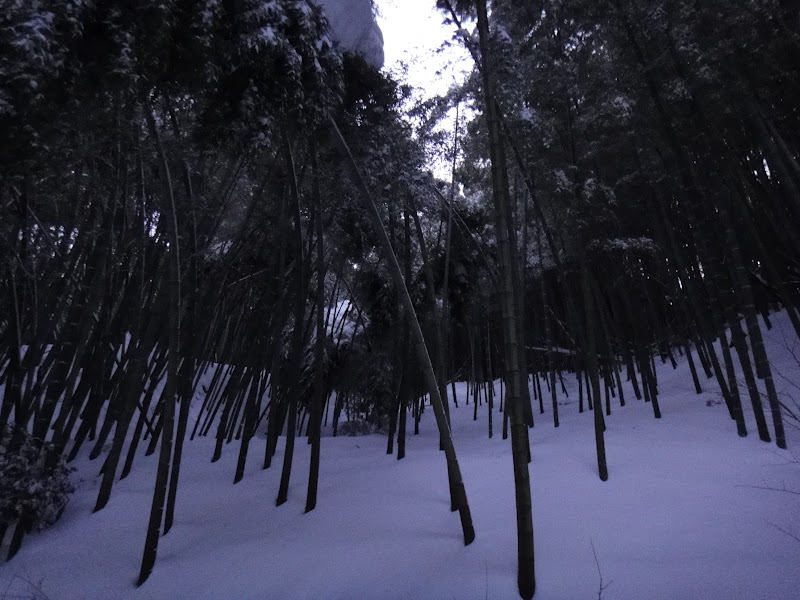 The New Normal Winter in the Bamboo Forest