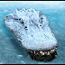 If a lake with alligators freezes during the winter, alligators will stick their heads or sometimes just their noses above the water line and wait for the lake to thaw. They become quite lethargic during such times, but will quickly rebound once temperatures moderate. (Picture)