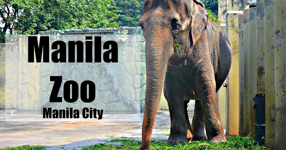 Manila Zoo Manila