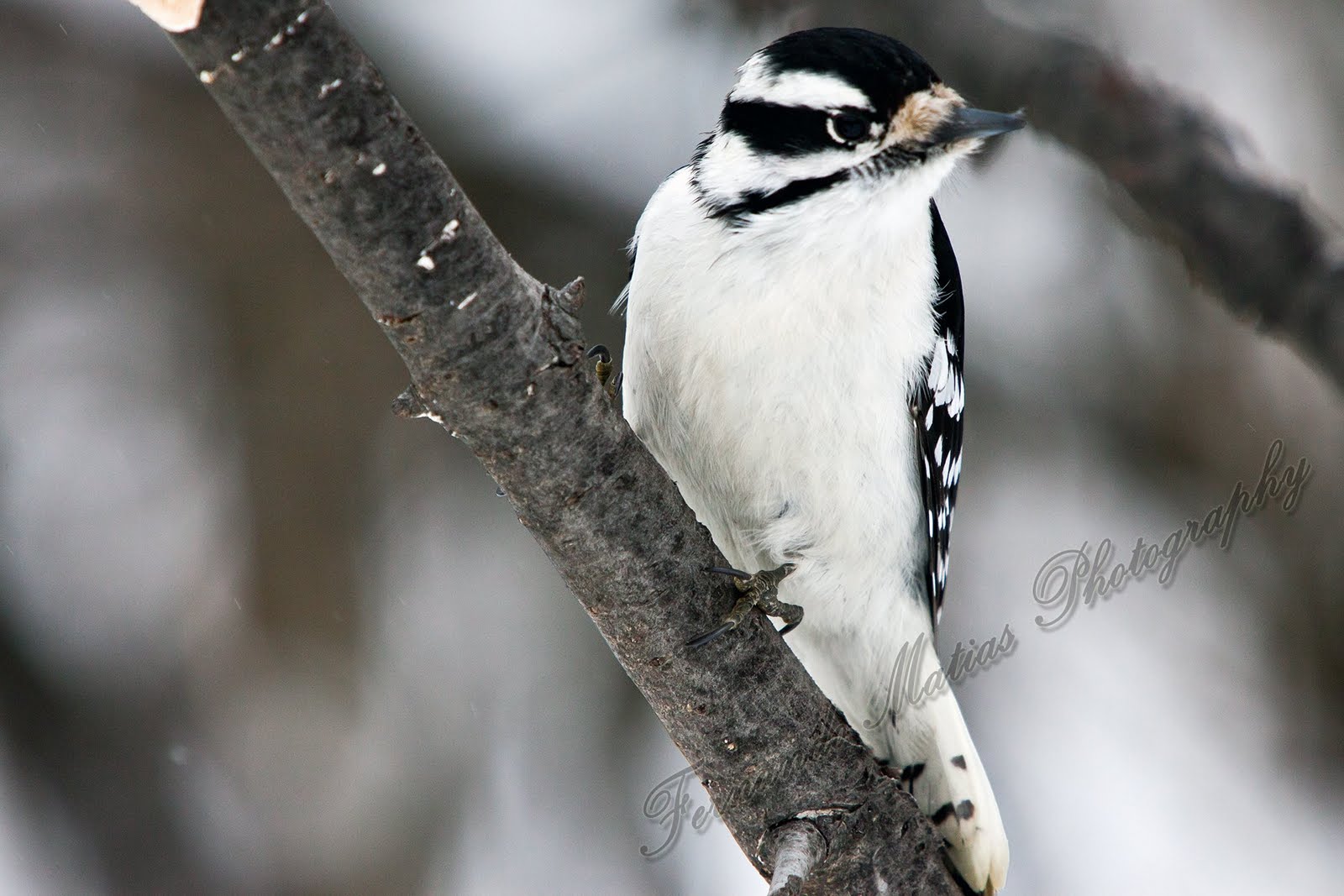 Fernando Matias Photography - Ottawa Ontario - Ottawa Wedding