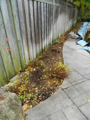 Toronto Bedford Park Fall Cleanup Backyard After by Paul Jung Gardening Services--a Toronto Gardening Company Toronto Bedford Park Fall Cleanup Backyard After by Paul Jung Gardening Services--a Toronto Gardening Company
