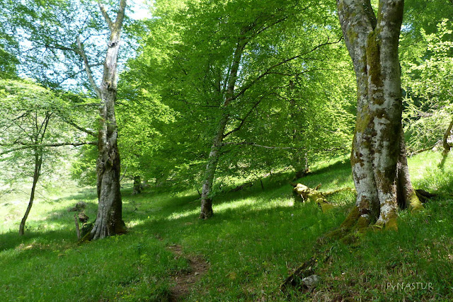 Hayedo de Luiña - Asturias Hayedo de Luiña - Asturias