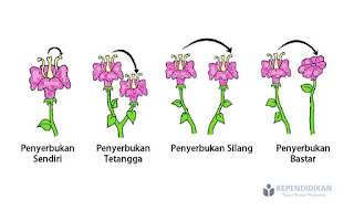 Tematik 6A Sub Tema 1 Tumbuhan Sahabatku ~ Kelas 6 SDITA eL Ma�mur