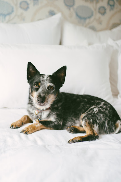 australian cattle dog blue heeler