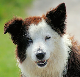 Kahverengi-beyaz bir border collie. Border collieler dünyanın en zeki köpeklerinden biri olarak kabul edilirler.