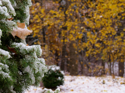 snow on branches