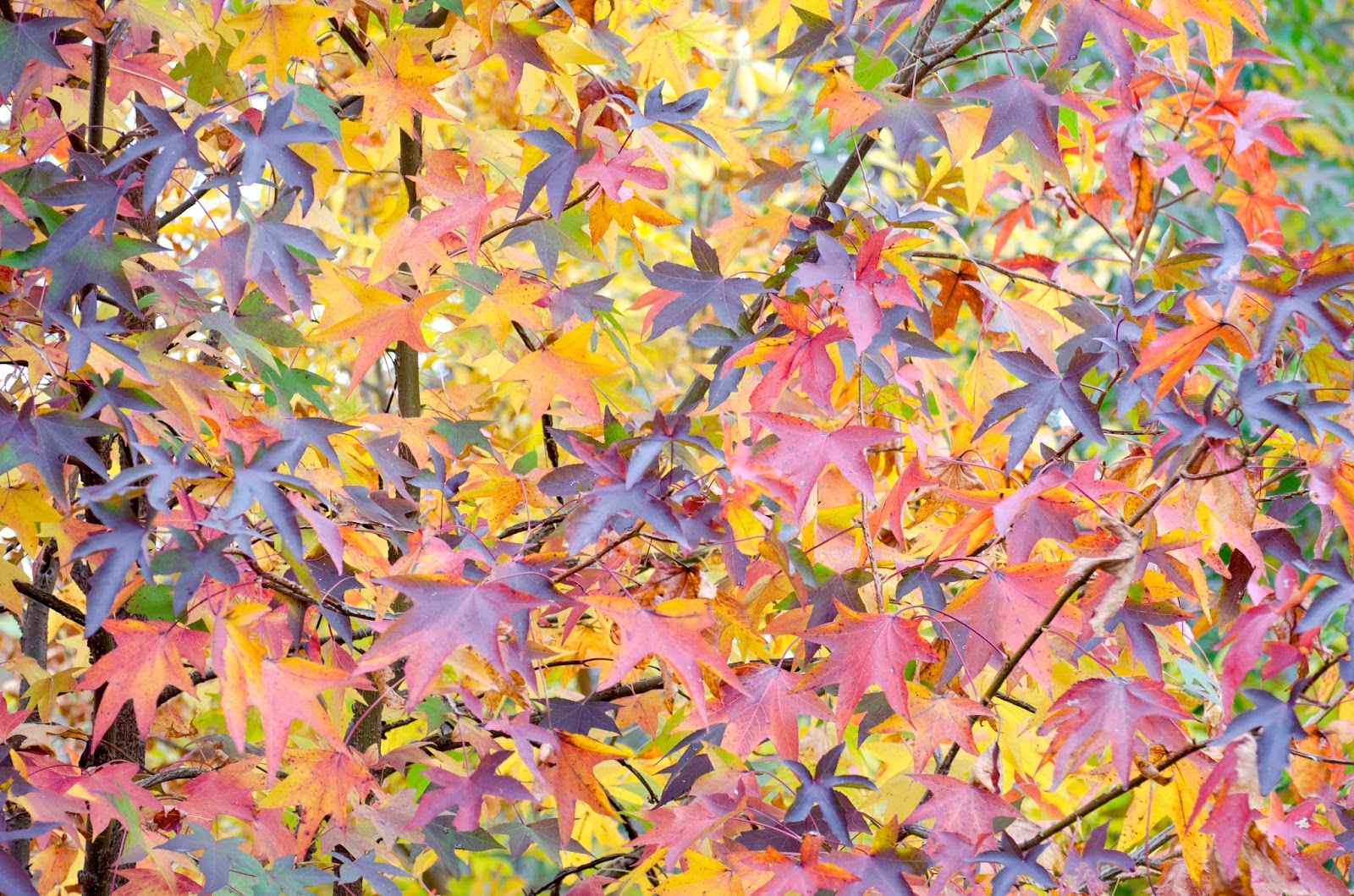 Urban Wildlife Guide 2019