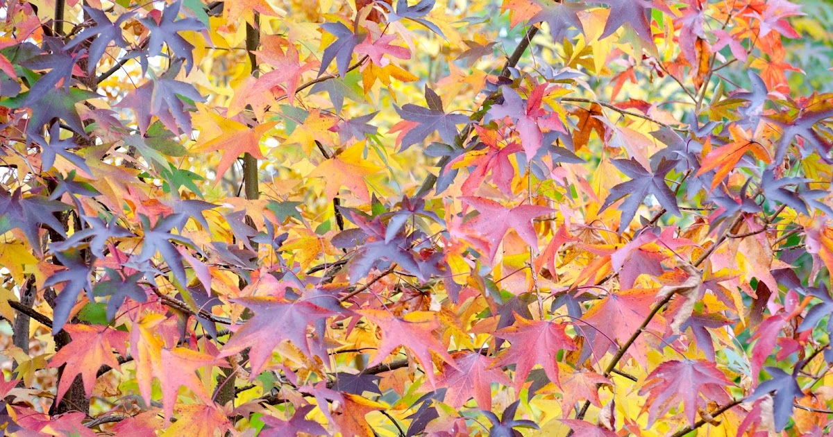 Urban Wildlife Guide October