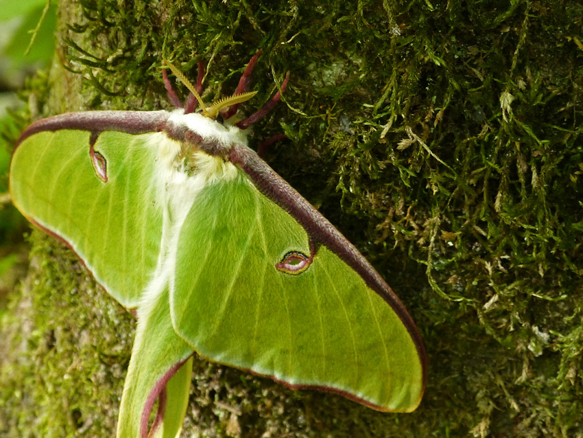 KY Natural Inquirer Luna Moths
