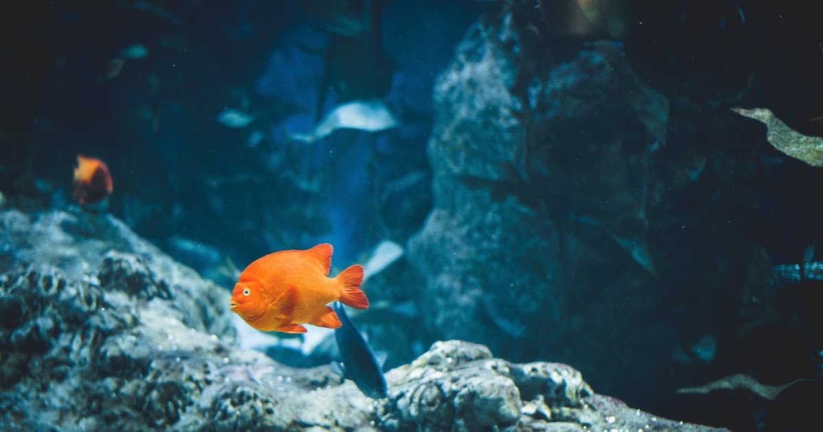 "A different kettle of fish" nghĩa là gì?