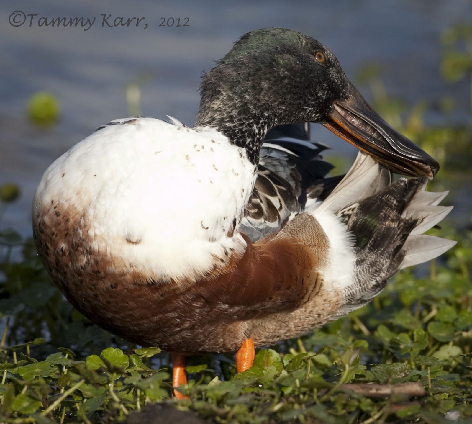 i heart florida birds Dirty Ducks