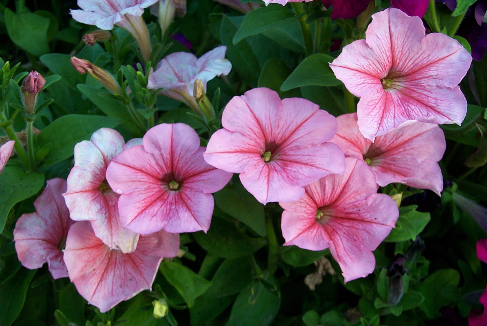 Imágenes de flores y plantas Petunia