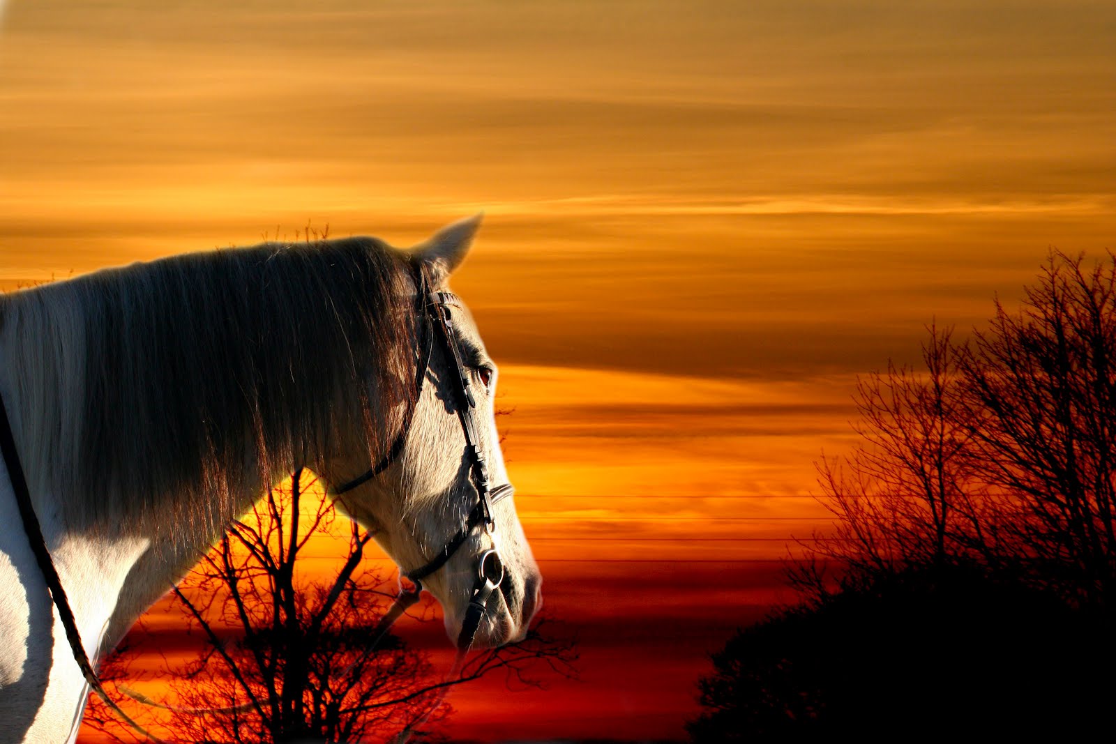 Featured Artist Equine photography by Hoof Behind the Lens Shpangle