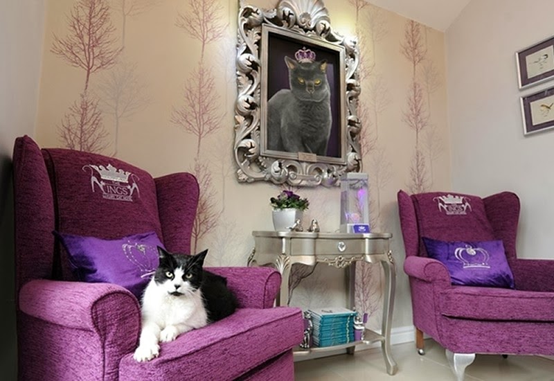 The Ings Luxury Cat Hotel Opens Up With One Of The Largest Suites In
