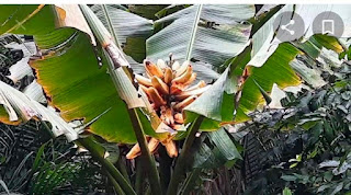 Balai Arkeologi Papua Menemukan Buah Prasejarah di Fakfak Balai Arkeologi Papua Menemukan Buah Prasejarah di Fakfak