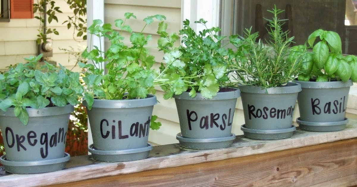 NATURAL HERBS USED AS SPICES TO BURN BELLY FAT Natural Fitness Tips