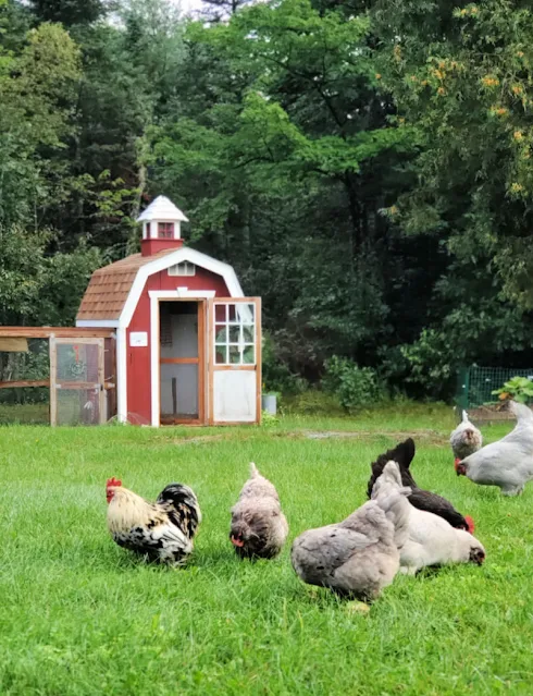 chickens in yard in front of red barn