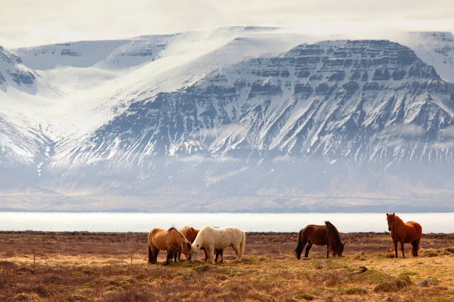 Wild horses