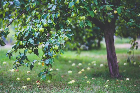 Preventing Diseases In Fruit Trees