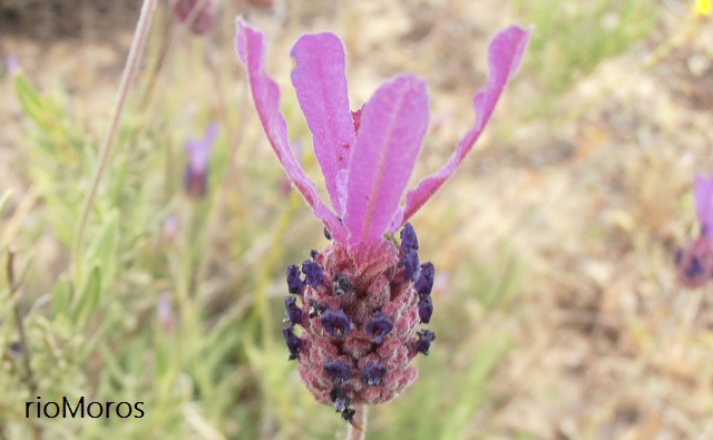 CANTUESO: Lavandula stoechas | Plantas rioMoros