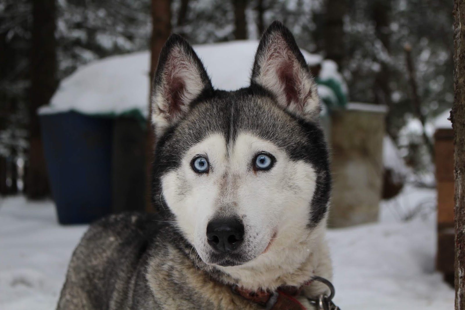 en asil köpek