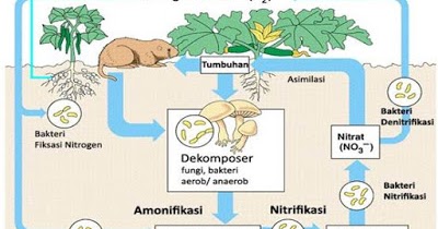 Daur Biogeokimia dan Penjelasannya-Biologi Kelas X IPA SMA-MA