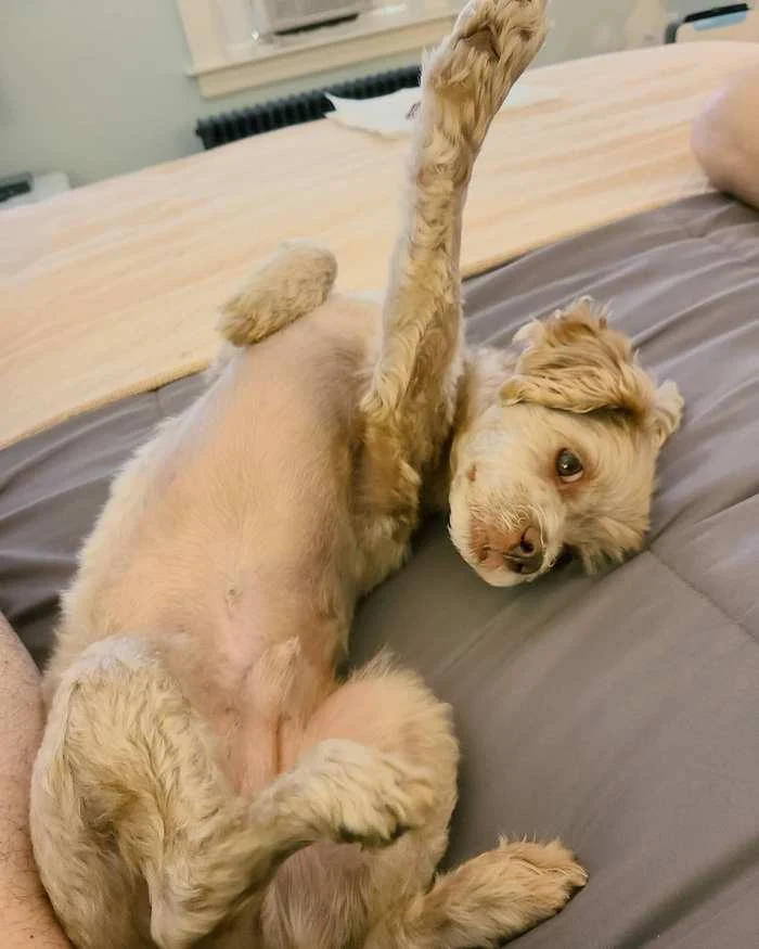 Why Does My Dog Rub Against The Couch Dogalyo