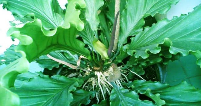 Pohon Anthurium Kujang Bogor