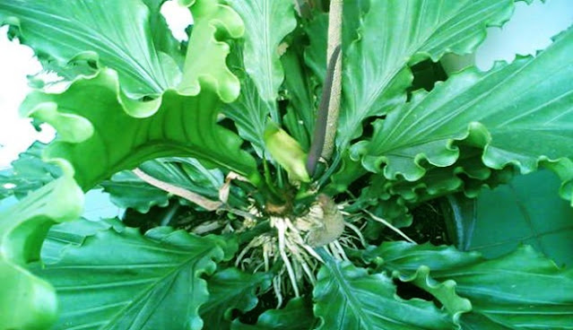 Pohon Anthurium
