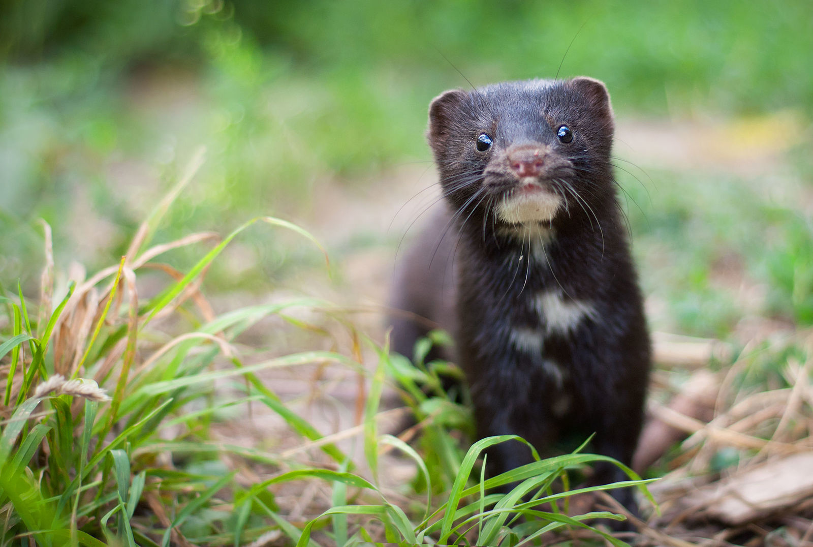 Weighty Matters Saturday Stories Complacency's Price, and Minks