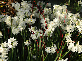 blooming paperwhites and red twig dogwood at allan gardens christmas flower show 2012 by garden muses: a Toronto gardening blog