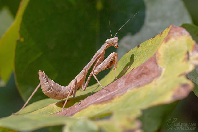 Praying Mantis