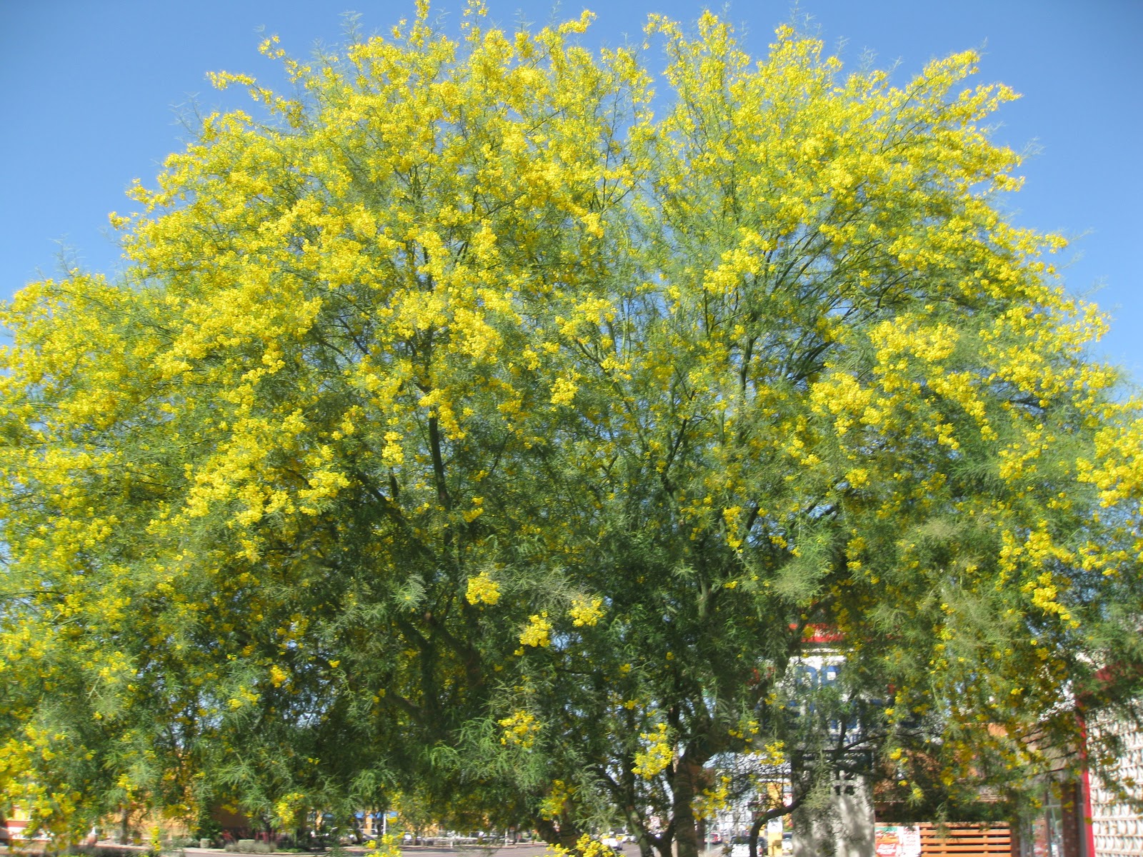 Yuccabloom A Memoir of Meaningful Meanderings Palo Verde in Bloom