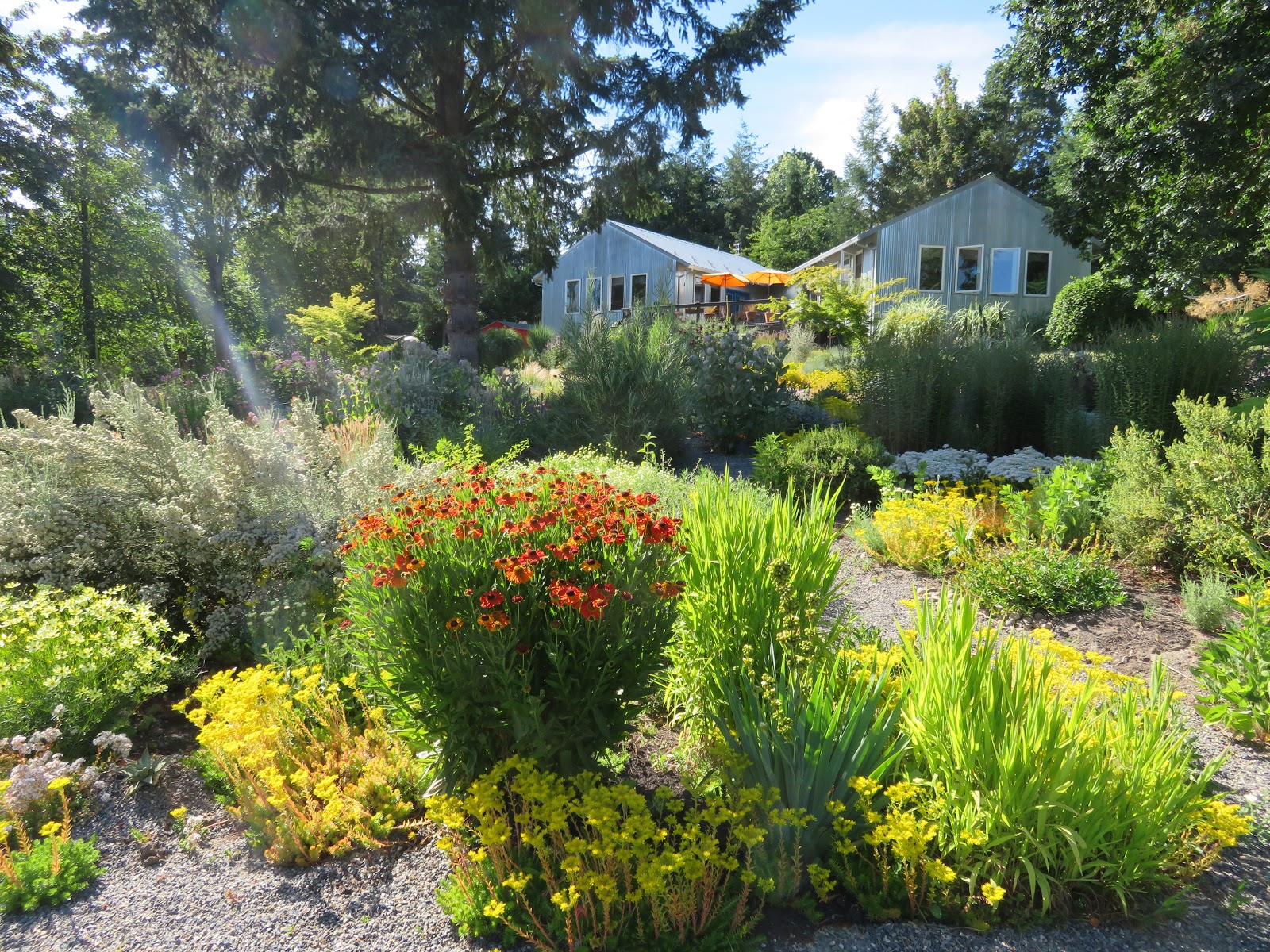 Plants That Can Cover A Chain Link Fence Part Ii Perennial