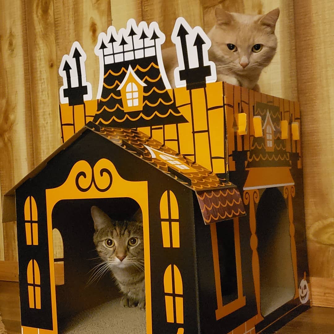 Сказка дом кота. Домик для кошек. Картонный домик для кошки. Домик для кошки из коробок. Картонный замок для кошек.