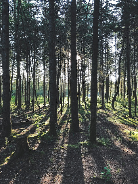 A forest representing how complex true wisdom is.