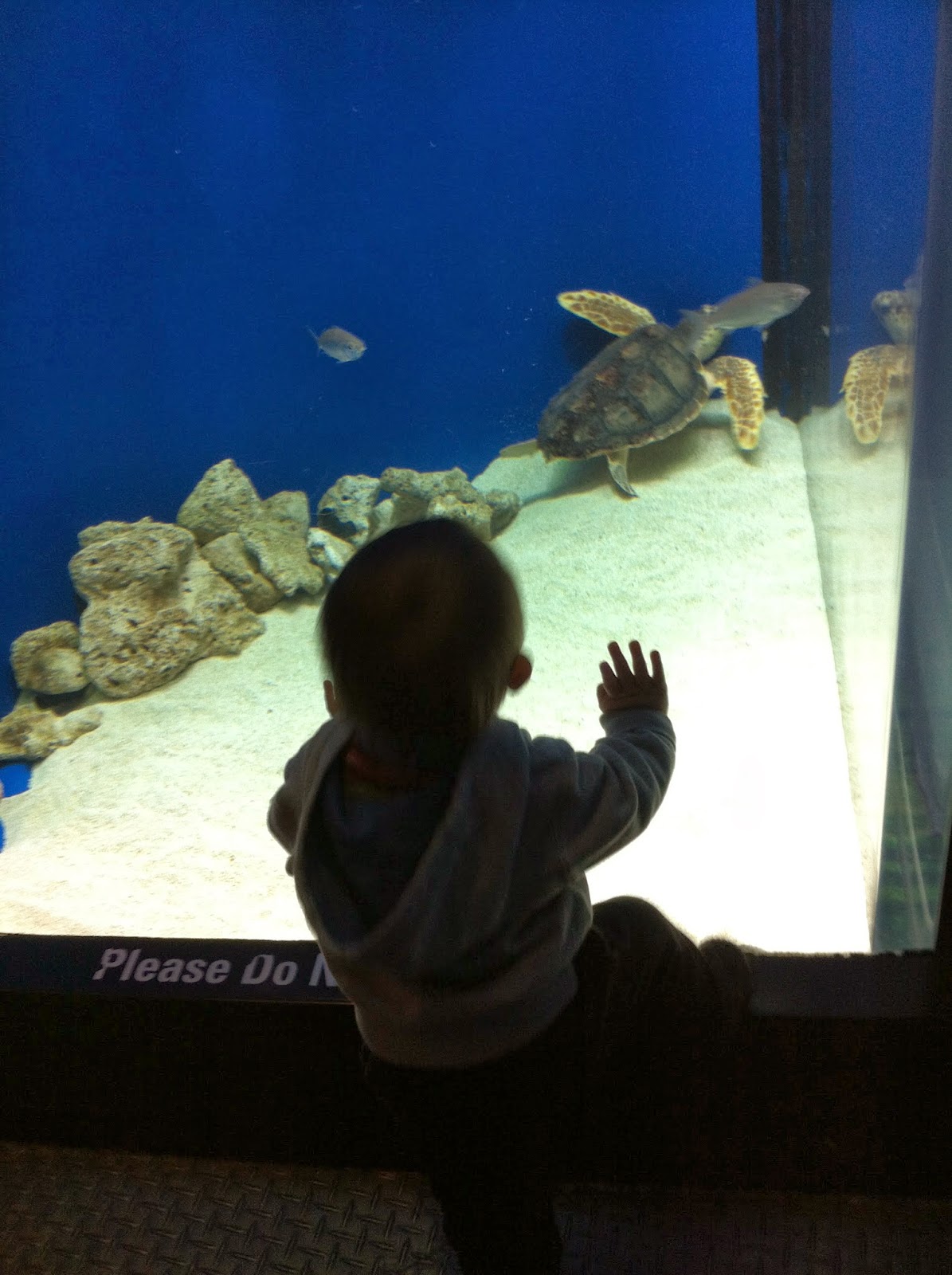 Sheep In Fog Adventure Aquarium