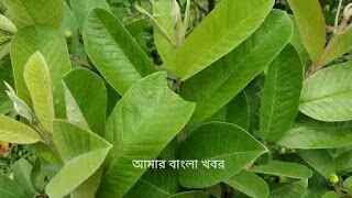 পেয়ারা পাতার কিছু বিস্ময়কর উপকারিতা -Guava leaves health Benefits