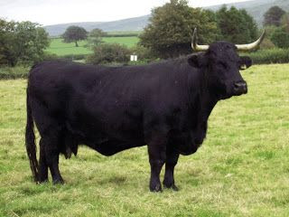 Welsh Black Cattle Facts, Weight, Height, Milk capacity