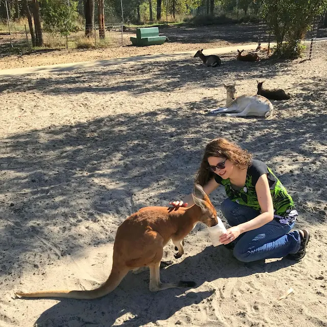 petting a kangaroo