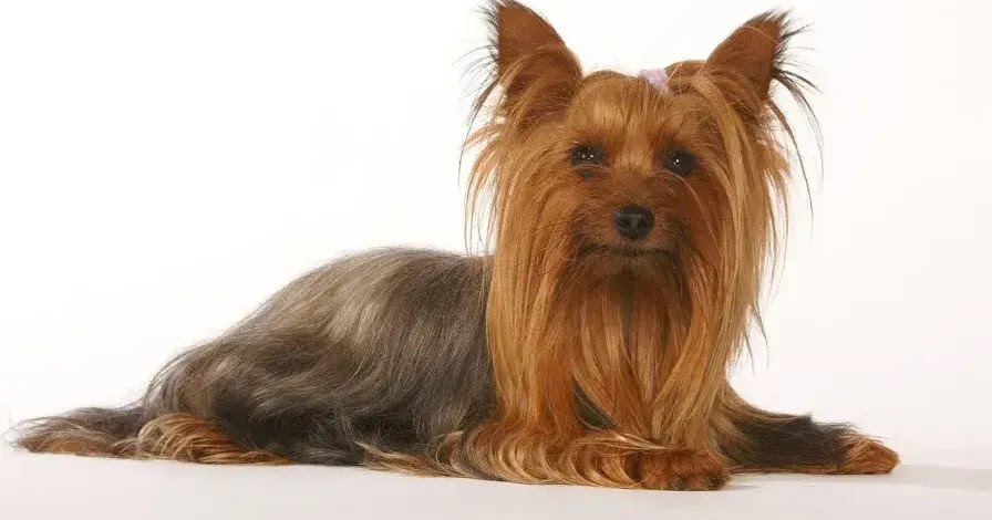 platz beibringen hund