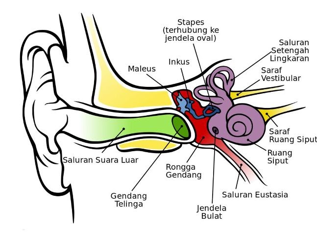 Tulang pendengaran menyebabkan yaitu tulang pengapuran indera dapat gangguan pendengaran pada Pras Academy