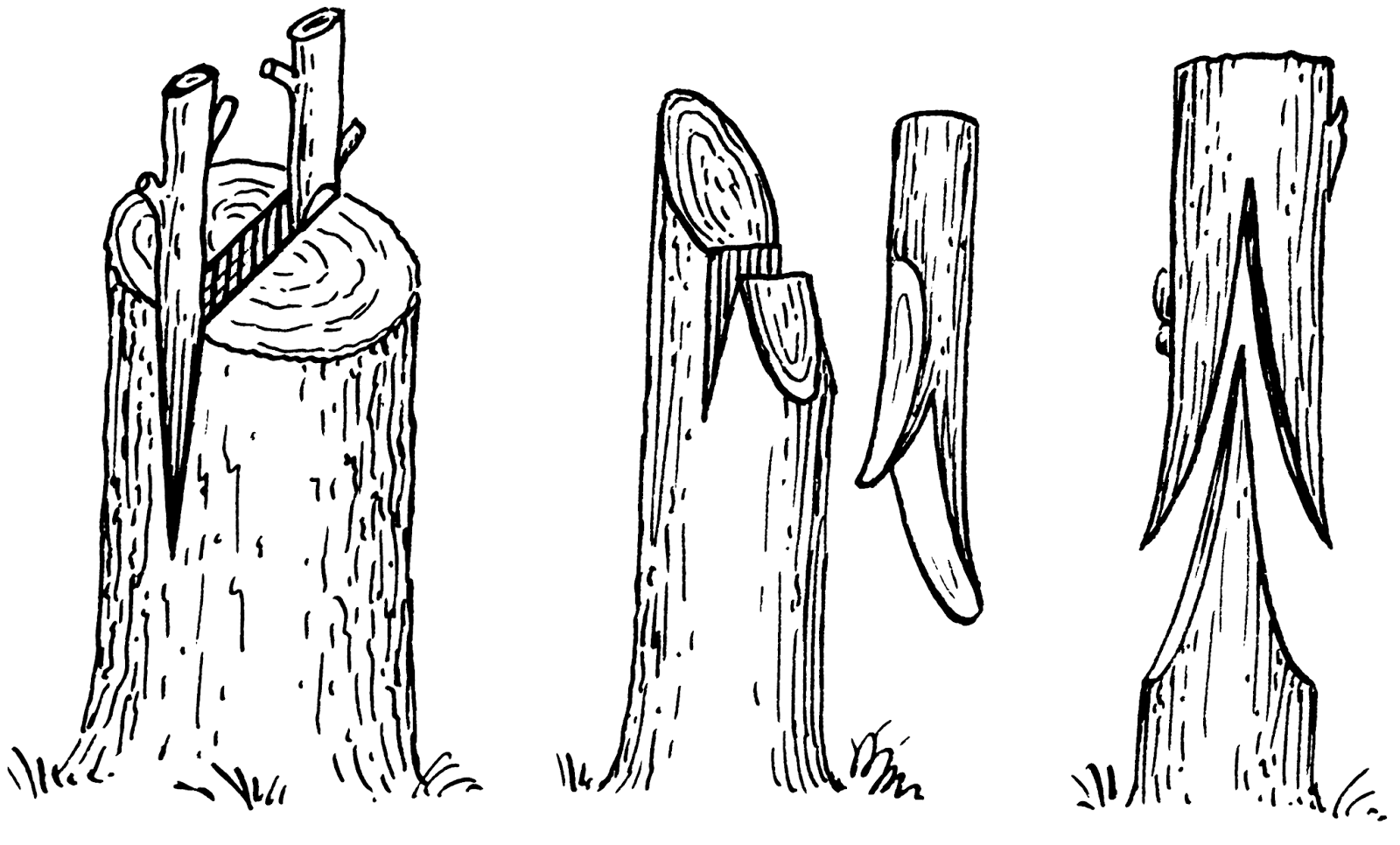Tipos de injertos