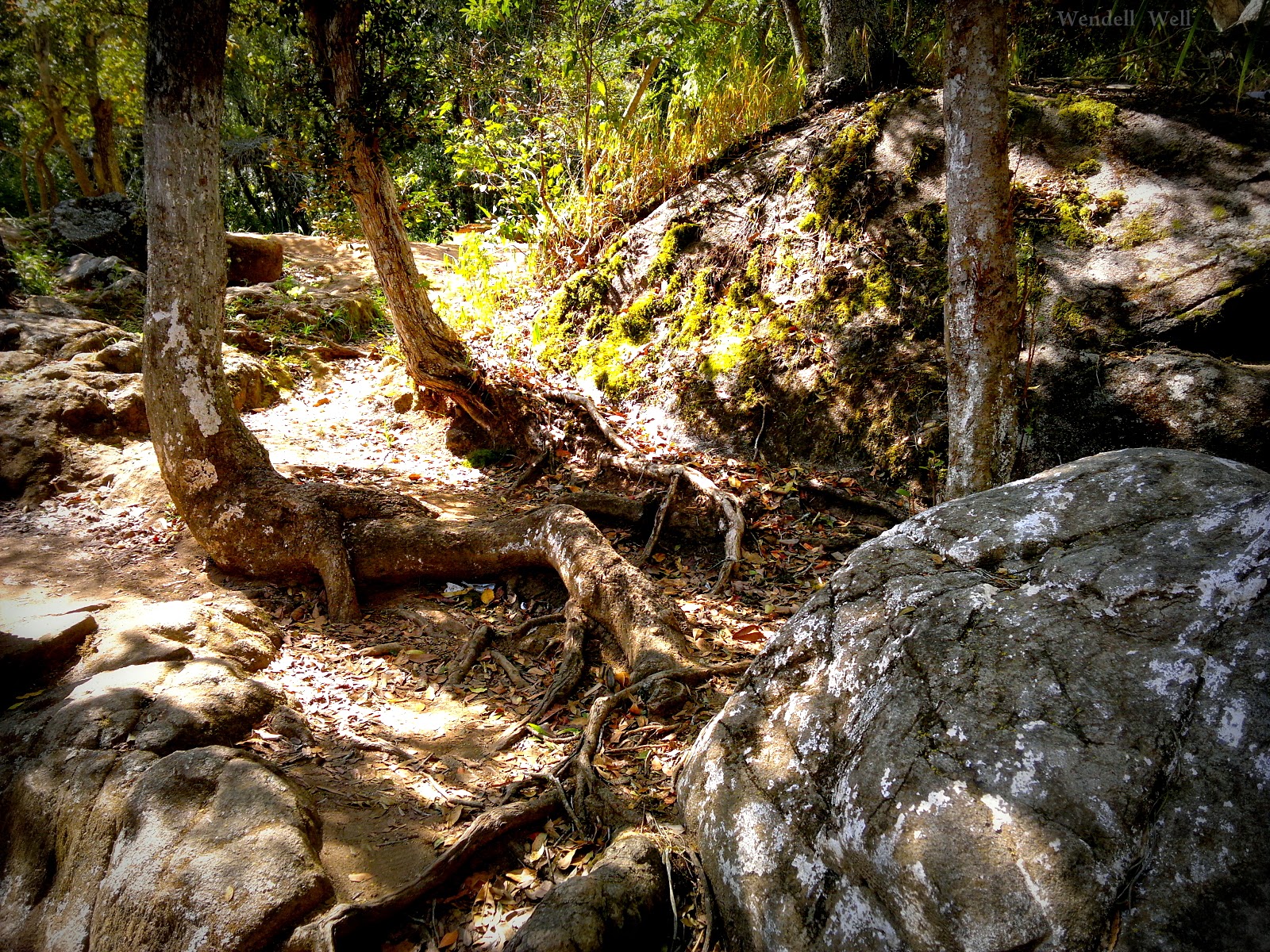 paisagem bucólica