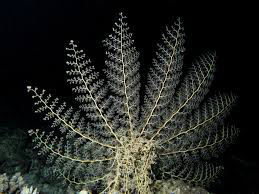 basket star facts-Interesting facts
