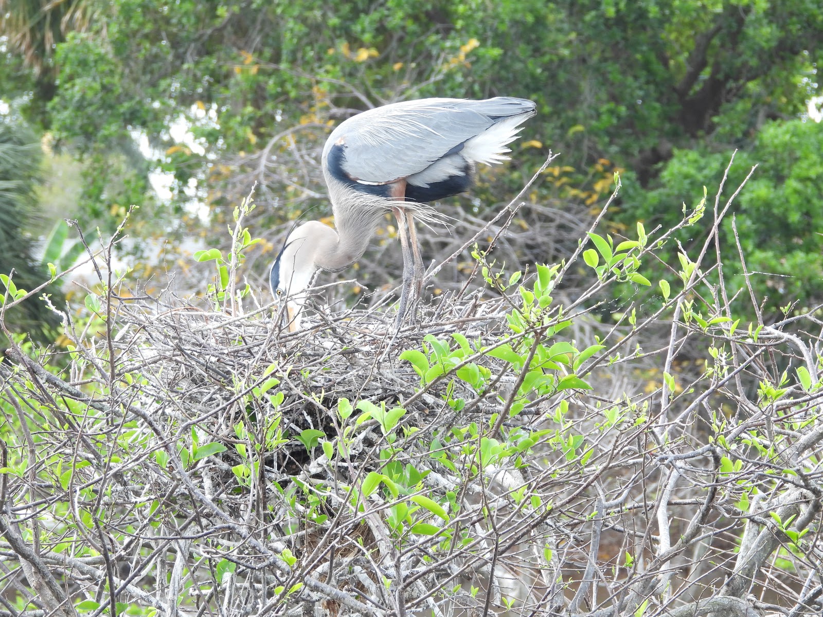 Bird & Travel Photos, Birding Sites, Bird Information GREAT BLUE HERON
